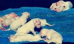 Cuccioli di dogo Argentino con Pedigree - Foto n. 2