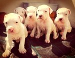 Cuccioli di dogo Argentino con Pedigree