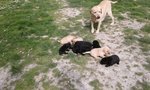 Cuccioli di Labrador neri o Bianchi - Foto n. 3
