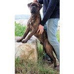 Cuccioli Disponibili Bullmastiff - Foto n. 6