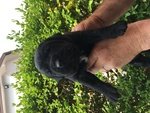 Cane Corso Cuccioli alta Genealogia - Foto n. 2