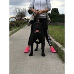 Cane Corso Cuccioli alta Genealogia - Foto n. 3