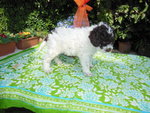 Cuccioli di Lagotto Romagnolo - Foto n. 3