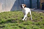 🐶 Pointer maschio in adozione a Brescia (BS) da privato