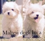 Maschietti di Maltese con Pedigree Taglia Molto Piccola - Foto n. 1