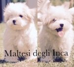 Maschietti di Maltese con Pedigree Taglia Molto Piccola