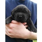 Cuccioli Labrador Retriever Colore Nero - Foto n. 3