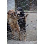 🐶 Segugio maschio in adozione a Catanzaro (CZ) e in tutta Italia da privato