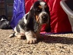 Cuccioli Bassethound - Foto n. 1