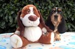 Cuccioli Bassethound - Foto n. 2