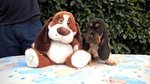 Cuccioli Bassethound - Foto n. 3