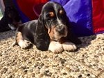 Cuccioli Bassethound - Foto n. 4