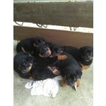 Cuccioli Rottweiler