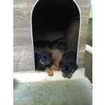 Cuccioli Rottweiler - Foto n. 2