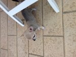 Vendo Chihuahua - Foto n. 3
