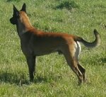 Cuccioli di Pastore Belga Malinois (malin) - Foto n. 3