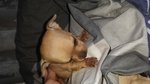 Chihuahua Maschio
