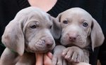 Cuccioli di Weimaraner - Foto n. 2