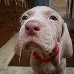 Cuccioli di Weimaraner - Foto n. 3