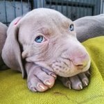 Cuccioli di Weimaraner - Foto n. 4