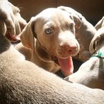 Cuccioli di Weimaraner - Foto n. 6