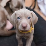 Cuccioli di Weimaraner