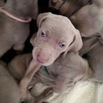 Cuccioli di Weimaraner - Foto n. 7