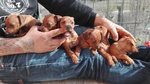 Cuccioli di Zwergpinsher (pinscher Nano) - Foto n. 1