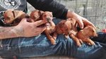 Cuccioli di Zwergpinsher (pinscher Nano)