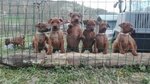 Cuccioli di Zwergpinsher (pinscher Nano) - Foto n. 4