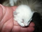 Cucciolo Gatto Siberiano Ipoallergenico - Foto n. 2