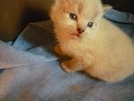 Cucciolo Gatto Siberiano Ipoallergenico - Foto n. 3