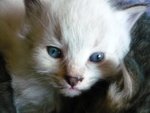 Cucciolo Gatto Siberiano Ipoallergenico - Foto n. 4