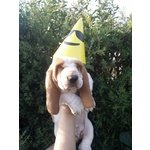 Disponibili da subito cucciole di Basset Hound Alta genealogia