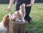 Disponibili da Subito Cucciole di Basset Hound alta Genealogia - Foto n. 3