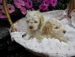 Cuccioli di Lagotto Romagnolo - Foto n. 3