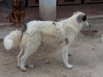 Greta Gigante Buona ha Bisogno di una Famiglia da Amare - Foto n. 3