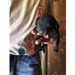 Fantastici Cuccioli di Rottweiler - Foto n. 1