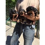 Fantastici Cuccioli di Rottweiler - Foto n. 2