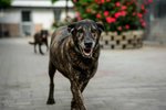 Fred Tenerissimo Cagnolone - Adozione del Cuore