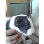 Cuccioli di bull Terrier