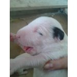 Cuccioli di bull Terrier - Foto n. 2