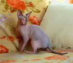 Femmina don Sphynx con Pedigree