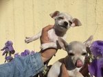 Cuccioli di Chihuahua - Foto n. 8