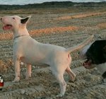 Cuccioli di bull Terrier - Foto n. 6