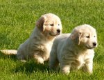 Cuccioli di Golden Retriever ... Allevamento Riconosciuto enci - Fci