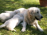 Cucciolo di Golden Retriever - Foto n. 3