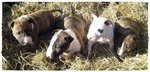 Cuccioli di bull Terrier Miniature ... Allevamento Riconosciuto enci - Fci