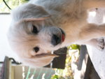 Cucciolo di Golden Retriever