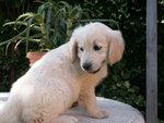 Cucciolo di Golden Retriever - Foto n. 4